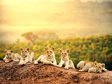 Levíčatá Keňa