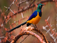 Vtáky Keňa