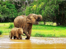 Slony, Sr Lanka