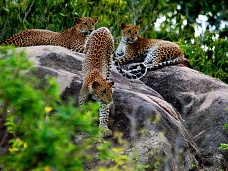 Leopardy, Sr Lanka
