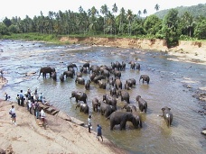 Divok slony, Sr Lanka