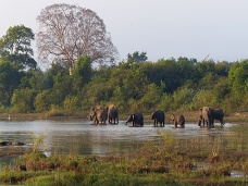 Slonia rodina, Sr Lanka