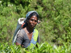 Zber aju miestnou enou, Sr Lanka