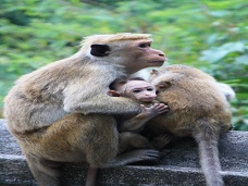 Opice, Sr Lanka