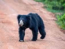 Medve v nrodnom parku Wilpatu,  Sr Lanka
