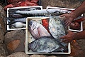 Ryby kuchyňa Dubrovnik