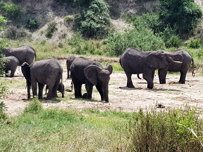 Slony v národnom parku Tarangire