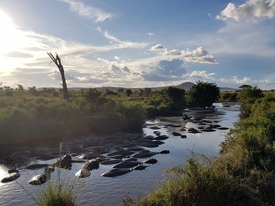 Hrochy, Serengeti, Tanzánia
