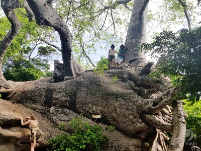 Safari Blue - baobab na baobabe, ostrov Kwale, Zanzibar - Tanzánia