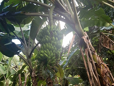 Zelené banány na varenie, Spice farm, Zanzibar, Tanzánia
