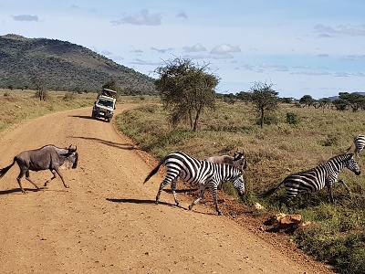 Pakone a zebry v Serengeti, Tanzánia