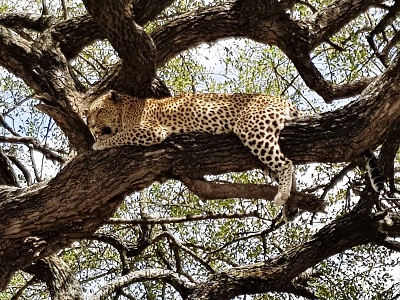 Oddychujúci leopard Serengeti, Tanzánia