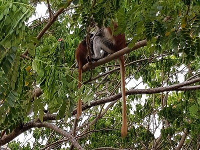Opice red Colobus, Zanzibar, Tanzánia