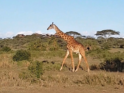 Osamelá žirafa v NP Serengeti, Tanzánia