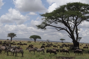 safari Serengeti