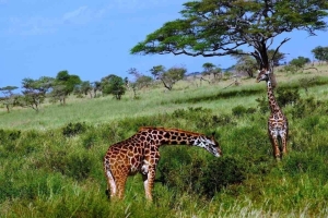 žirafy v Serengeti