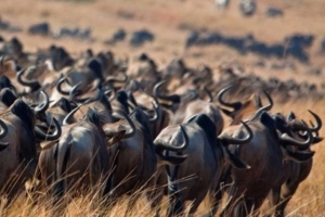 migrácia Serengeti