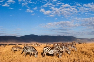 zebry Ngorongoro