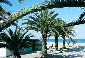 alba adriatica palmy