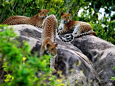 leopardy