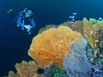 potpanie Similan