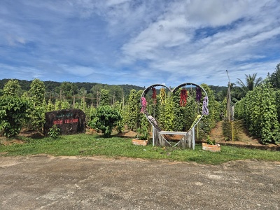 Farma na pestovanie korenia