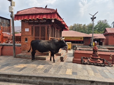 �ierny posv�tn� b�k stojaci na kamennom n�dvor� pred tradi�nou tehlovou sv�ty�ou v hinduistickom chr�movom komplexe Pashupatinath v K�thm�ndu.