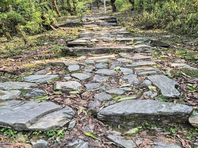 Tradi�n� dl�den� kamenn� chodn�k a schody st�paj�ce cez rododendronov� a lesn� porast po�as turistick�ho treku v oblasti Annapurna v Nep�le.