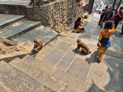 Posv�tn� opice makaky k�miace sa su�ienkami na �irok�ch kamenn�ch schodoch ved�cich k chr�mu Swayambhunath - Opi�ieho chr�mu v K�thm�ndu, okolo ktor�ch prech�dzaj� n�v�tevn�ci a turisti.