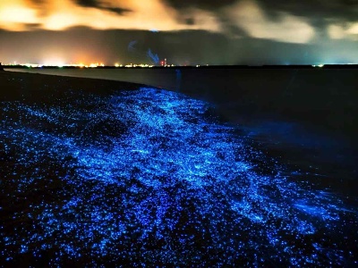 Bioluminiscen�n� plankt�n