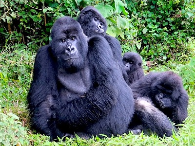 gorilla trekking v parku Volcanoes v Rwande