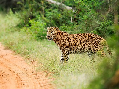 stretnutie s leopardom v parku Yala na Srlanke