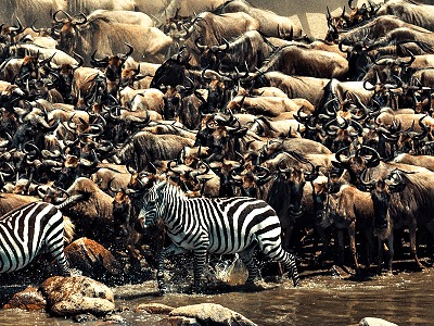 safari poas Vekej migrcie v Tanznii