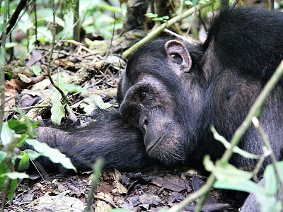 trek za impanzmi v Kibale Forest, Uganda