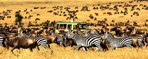 na safari v Tanzánii