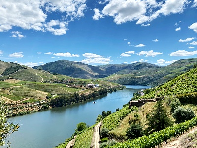 vinice Douro