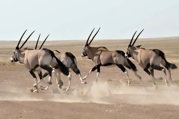 Wildlife