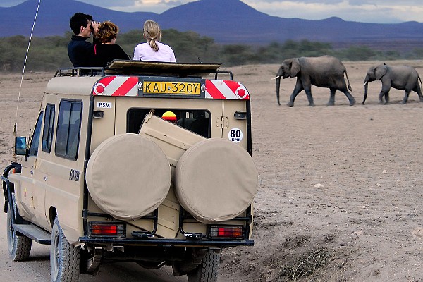 Slony na safari