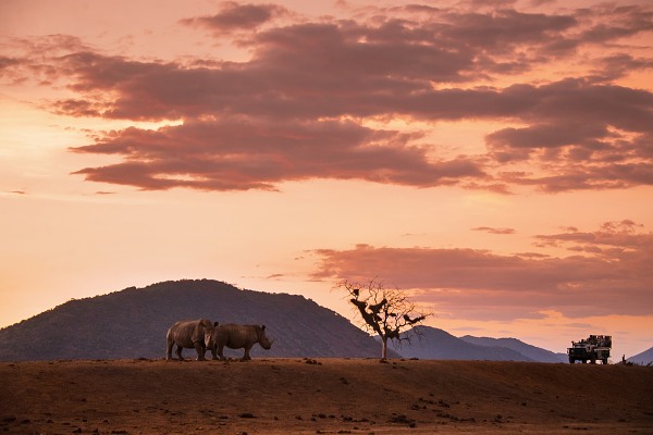 Safari