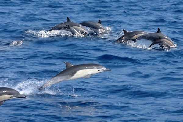 Dolphins