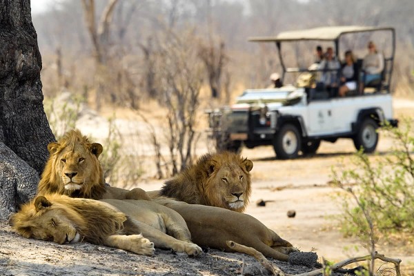 Safari