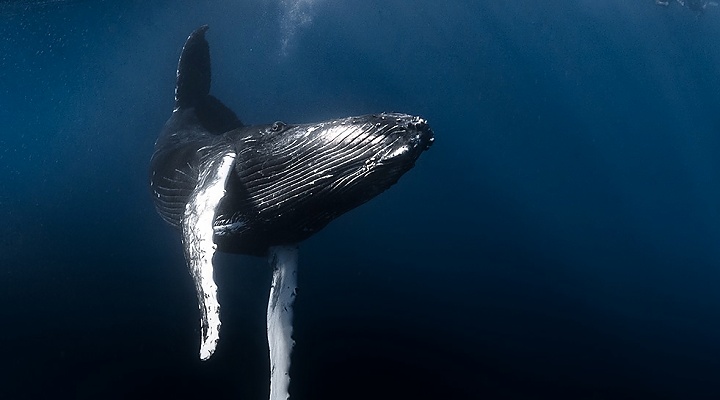 Whale