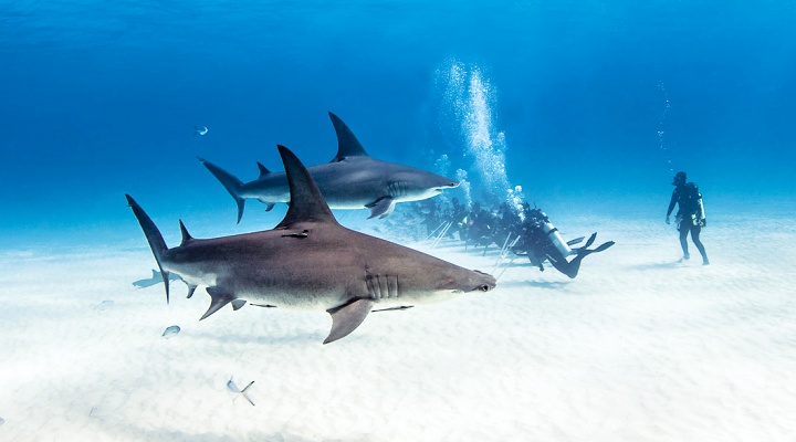 Bahamas
