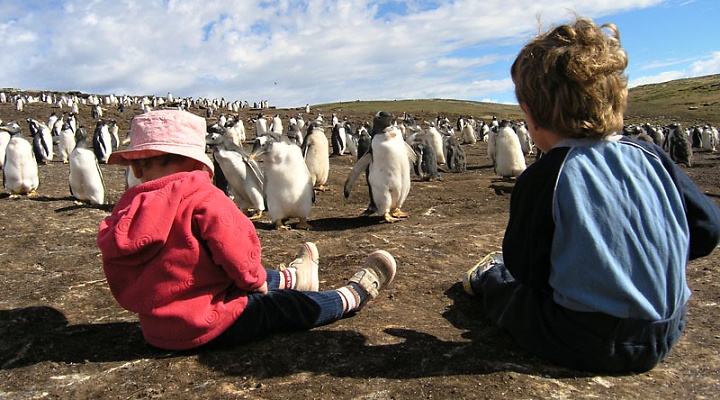 Falkland Islands (Islas Malvinas)