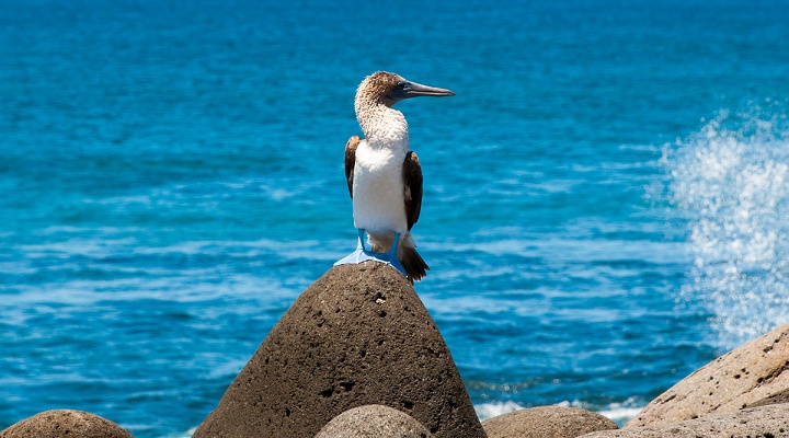 Gal�pagos Islands (Islas Gal�pagos)