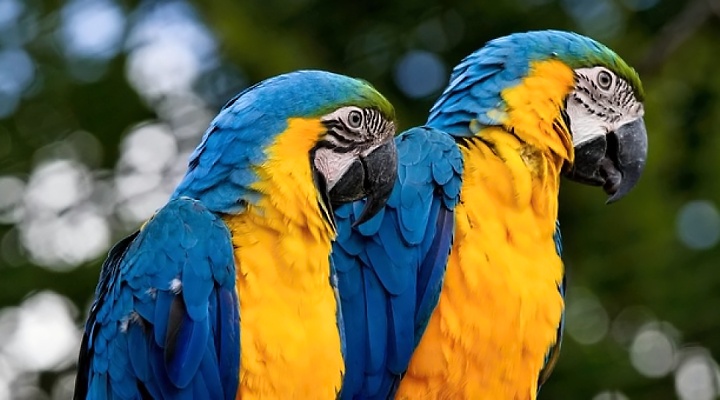 Suriname