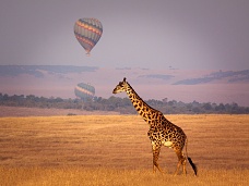 Žirafa Keňa