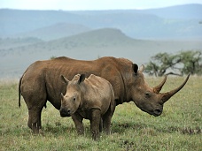 Nosorožce Keňa