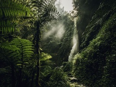 V dažďovom pralese,NP  Nyungwe, Rwanda