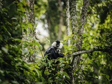 Trekking za opicami, NP Nyungwe, Rwanda